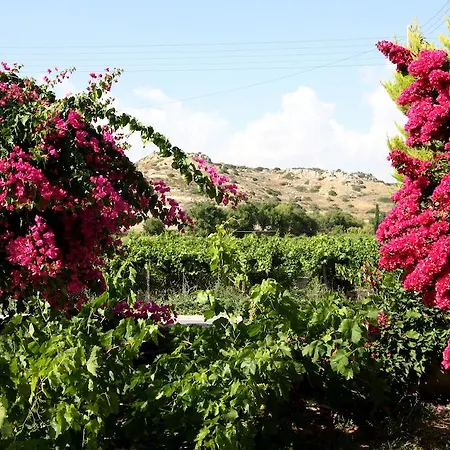 Alonia Villas