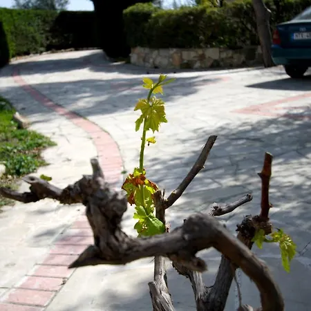 Alonia Villa Pissouri